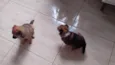 Belinha e Guri