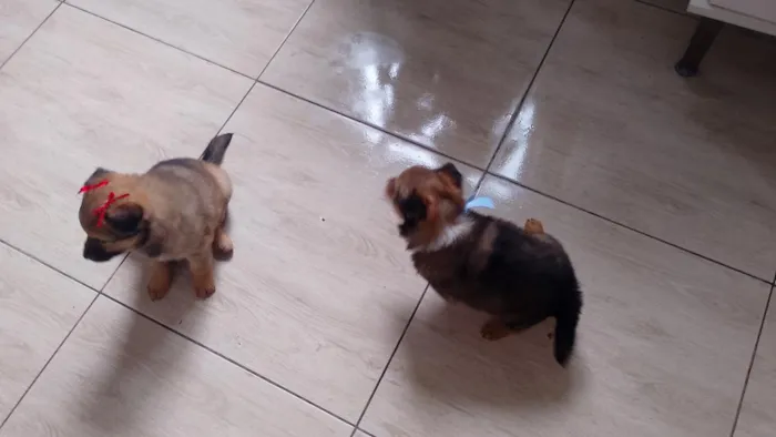 Cachorro raça Pastor Alemão idade 2 a 6 meses nome Belinha e Guri