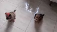 Belinha e Guri