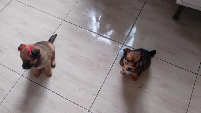 Cachorro raça Pastor Alemão idade 2 a 6 meses nome Belinha e Guri