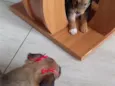 Belinha e Guri