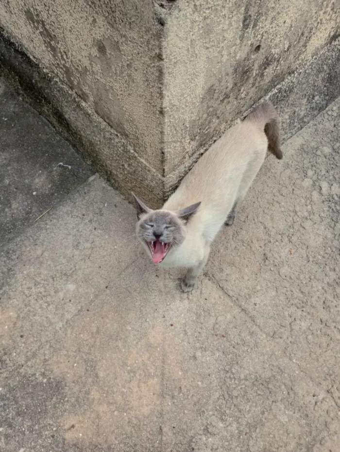 Gato raça SRD-ViraLata idade 7 a 11 meses nome Monkey
