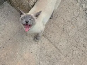 Gato raça SRD-ViraLata idade 7 a 11 meses nome Monkey