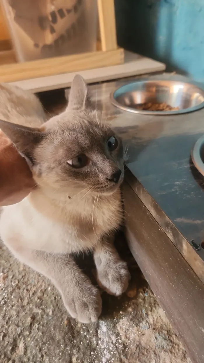 Gato raça SRD-ViraLata idade 7 a 11 meses nome Monkey