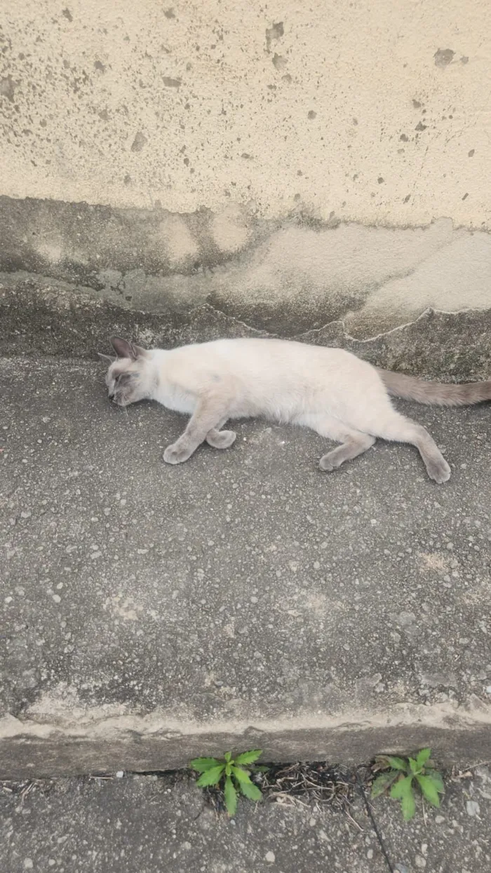 Gato raça SRD-ViraLata idade 7 a 11 meses nome Monkey