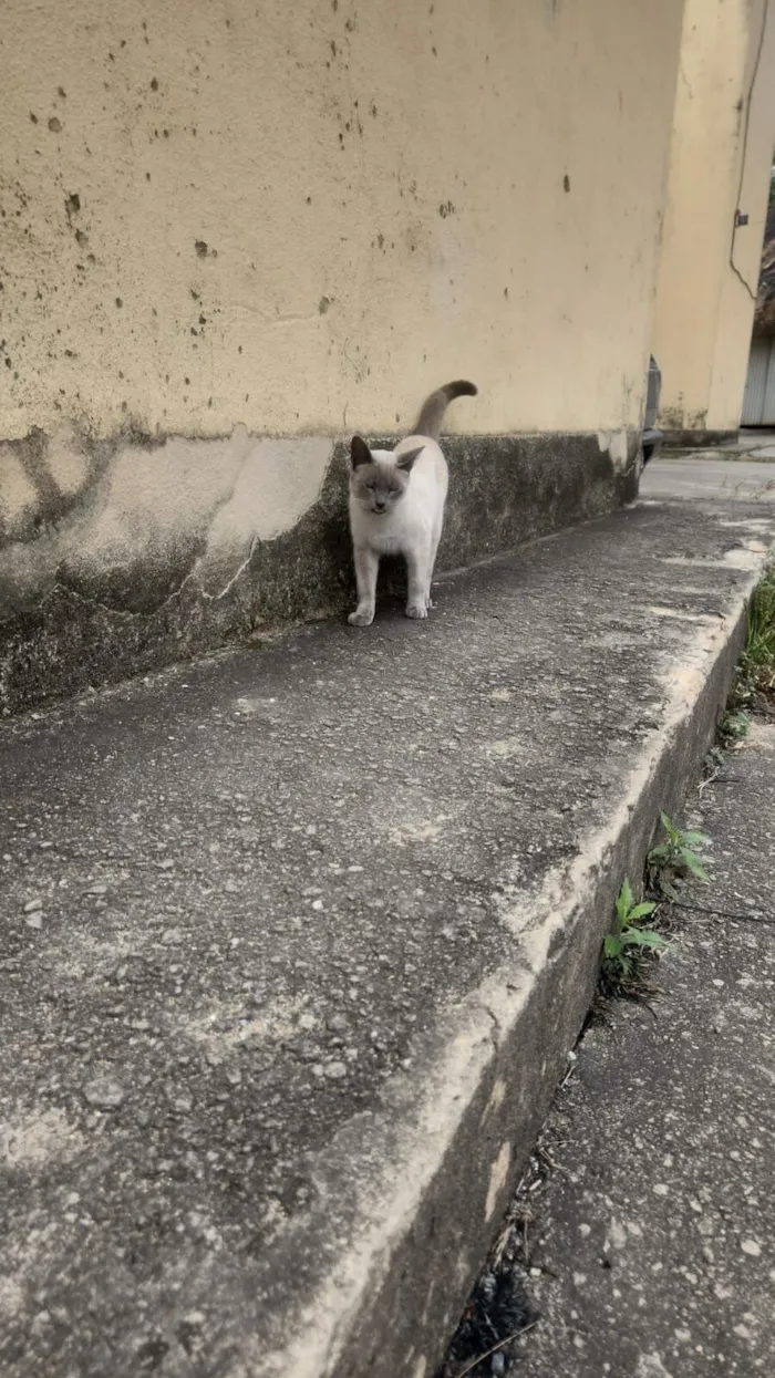 Gato raça SRD-ViraLata idade 7 a 11 meses nome Monkey
