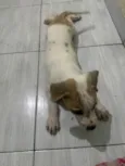 Cookie