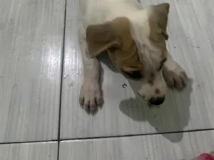 Cachorro raça SRD-ViraLata idade 2 a 6 meses nome Cookie