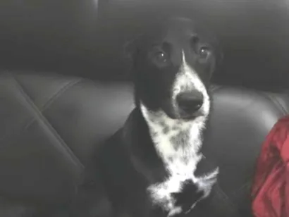 Cachorro raça SRD-ViraLata idade 7 a 11 meses nome Maju