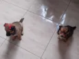 Belinha e Guri