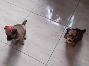 Cachorro raça Pastor Alemão idade 2 a 6 meses nome Belinha e Guri