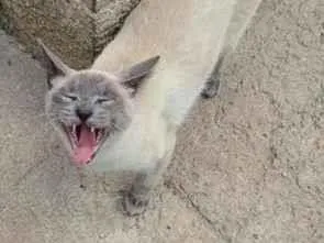 Gato raça SRD-ViraLata idade 7 a 11 meses nome Monkey