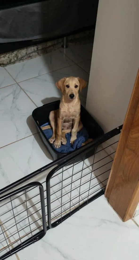 Cachorro raça Labrador idade 2 a 6 meses nome Sem nome
