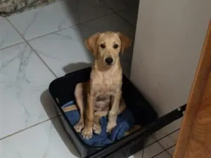 Cachorro raça Labrador idade 2 a 6 meses nome Sem nome