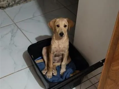 Cachorro raça Labrador idade 2 a 6 meses nome Sem nome
