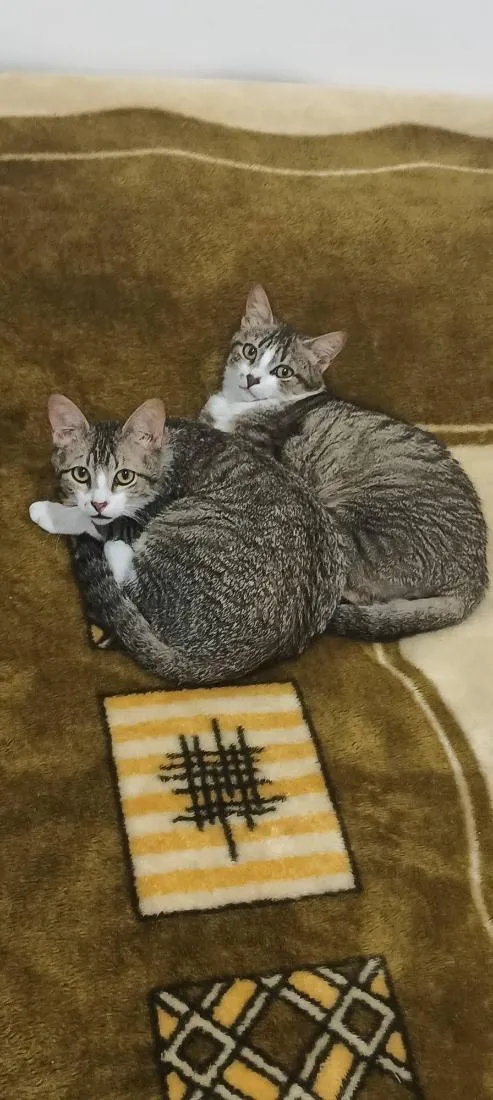 Gato raça SRD-ViraLata idade 2 a 6 meses nome Irmãozinhos
