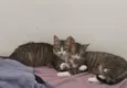 Irmãozinhos