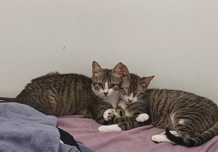 Gato raça SRD-ViraLata idade 2 a 6 meses nome Irmãozinhos
