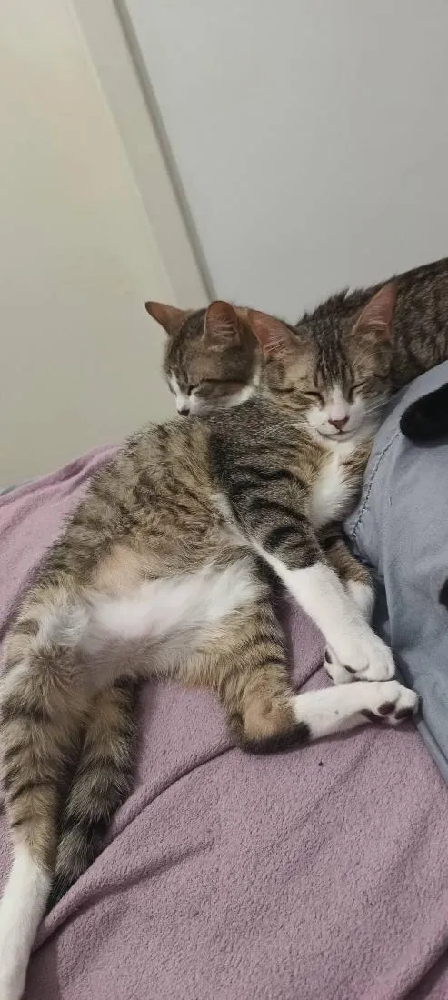 Gato raça SRD-ViraLata idade 2 a 6 meses nome Irmãozinhos
