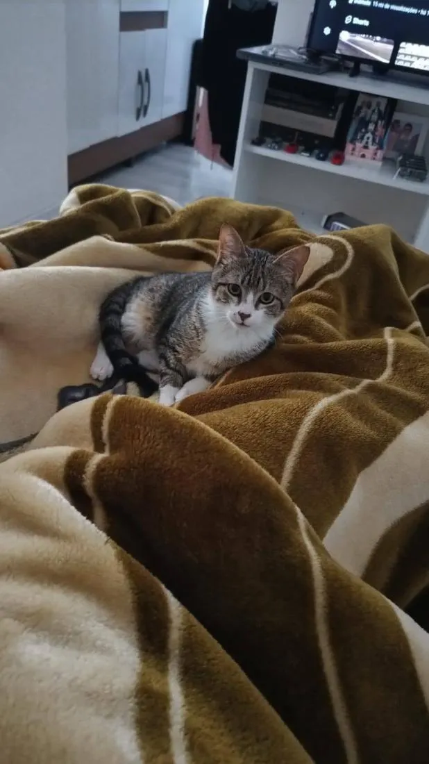 Gato raça SRD-ViraLata idade 2 a 6 meses nome Irmãozinhos
