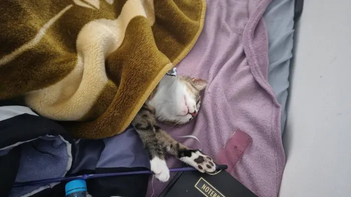 Gato raça SRD-ViraLata idade 2 a 6 meses nome Irmãozinhos
