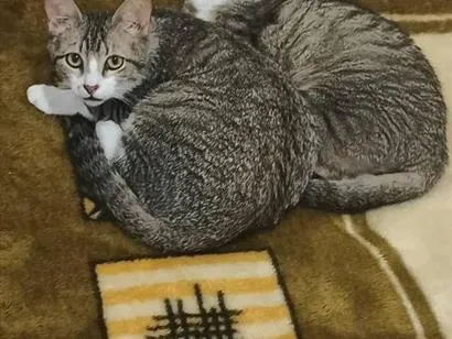 Gato raça SRD-ViraLata idade 2 a 6 meses nome Irmãozinhos