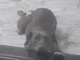 Cacau 