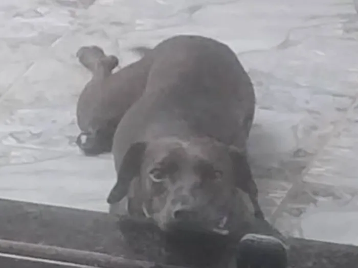Cachorro raça SRD-ViraLata idade 1 ano nome Cacau 
