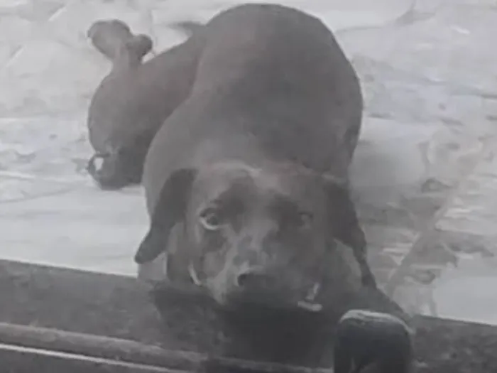 Cachorro raça SRD-ViraLata idade 1 ano nome Cacau 
