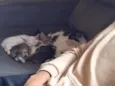 Tomás, Cesar, pretinha e branco