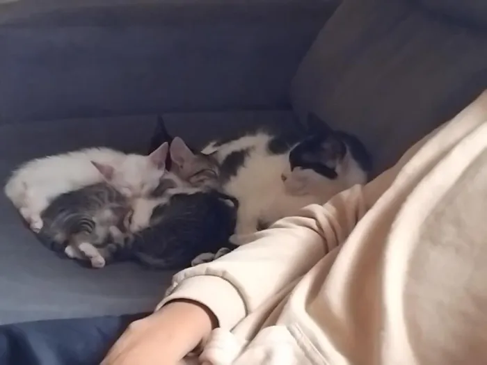 Gato raça SRD-ViraLata idade 2 a 6 meses nome Tomás, Cesar, pretinha e branco