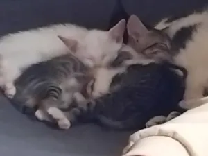 Gato raça SRD-ViraLata idade 2 a 6 meses nome Tomás, Cesar, pretinha e branco