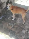 pitoco 