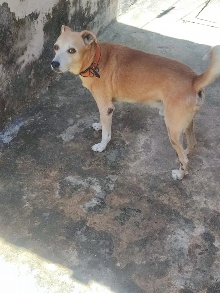 Cachorro raça SRD-ViraLata idade 6 ou mais anos nome pitoco 