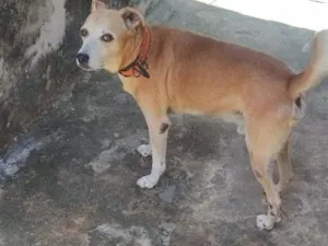 Cachorro raça SRD-ViraLata idade 6 ou mais anos nome pitoco 