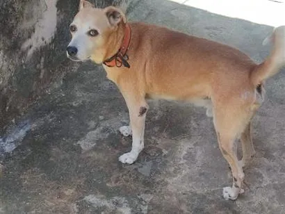 Cachorro raça SRD-ViraLata idade 6 ou mais anos nome pitoco 