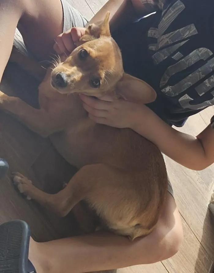 Cachorro raça SRD-ViraLata idade 1 ano nome Cacau
