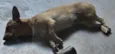 Cacau