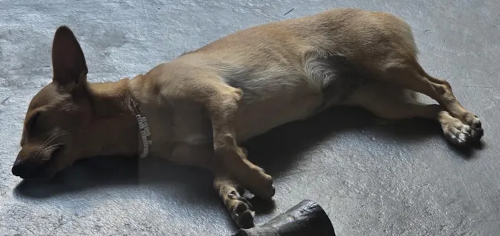 Cachorro raça SRD-ViraLata idade 1 ano nome Cacau