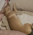 Cacau