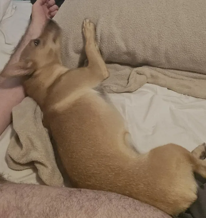 Cachorro raça SRD-ViraLata idade 1 ano nome Cacau