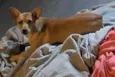 Cacau