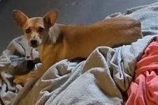 Cachorro raça SRD-ViraLata idade 1 ano nome Cacau