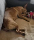 Cacau