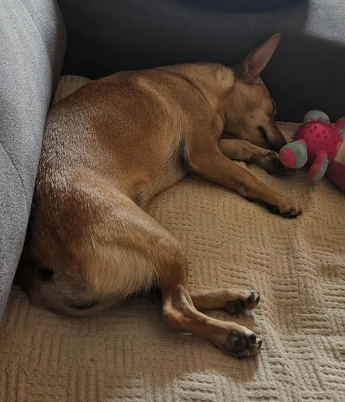 Cachorro raça SRD-ViraLata idade 1 ano nome Cacau