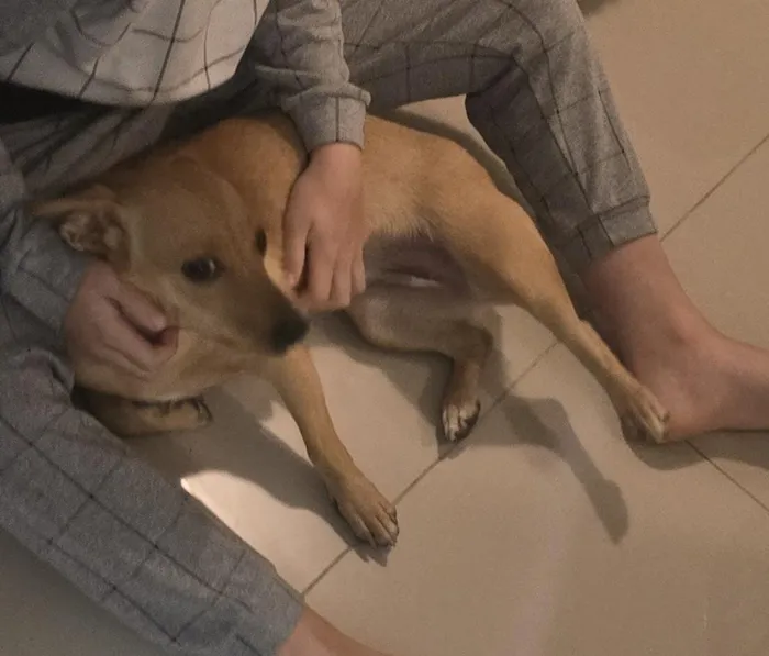 Cachorro raça SRD-ViraLata idade 1 ano nome Cacau