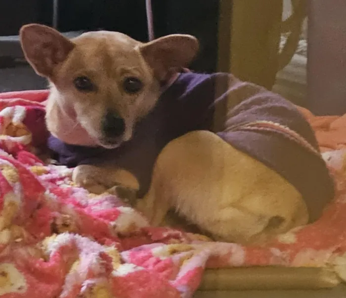 Cachorro raça SRD-ViraLata idade 1 ano nome Cacau
