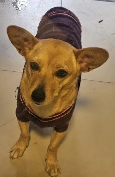Cachorro raça SRD-ViraLata idade 1 ano nome Cacau