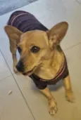 Cacau