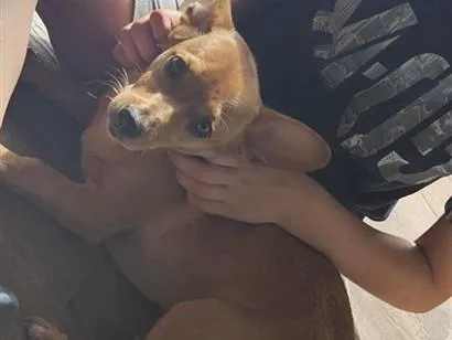 Cachorro raça SRD-ViraLata idade 1 ano nome Cacau